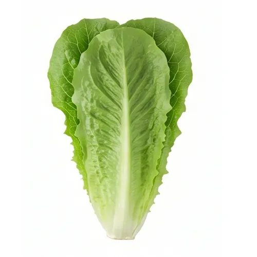 Romaine lettuce